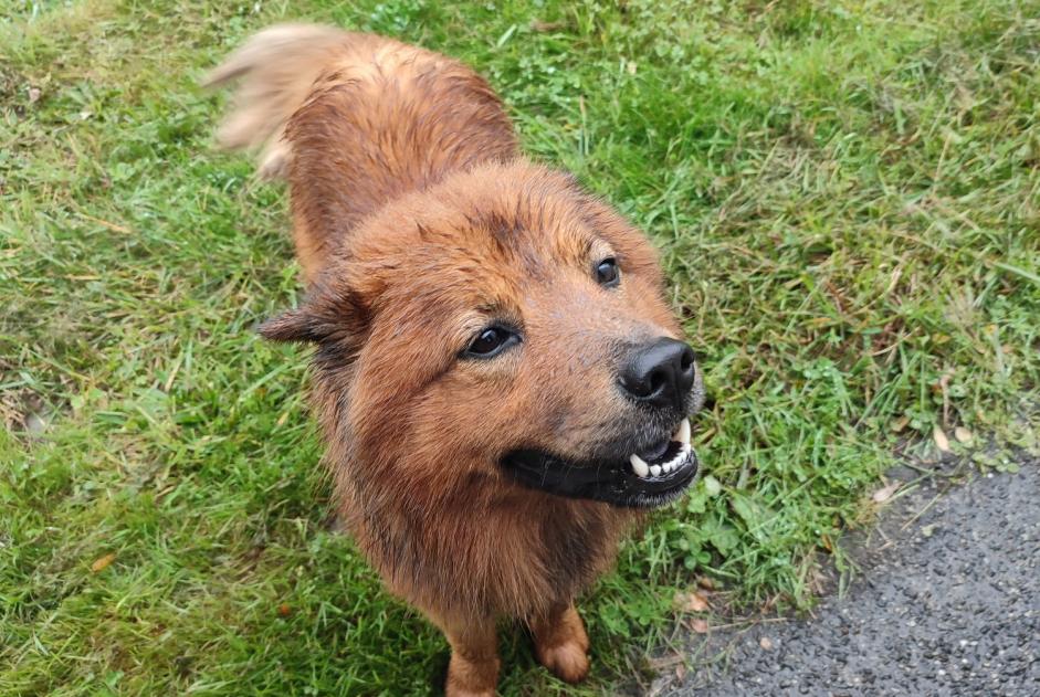 Fundmeldung Hund Männliche Saint-Gaudens Frankreich