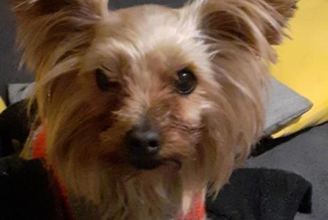 Vermisstmeldung Hund  Weiblich , 8 jahre Villefranche-de-Lauragais Frankreich