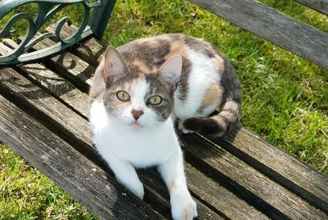 Vermisstmeldung Katze Weiblich , 8 jahre Neuvicq-le-Château Frankreich