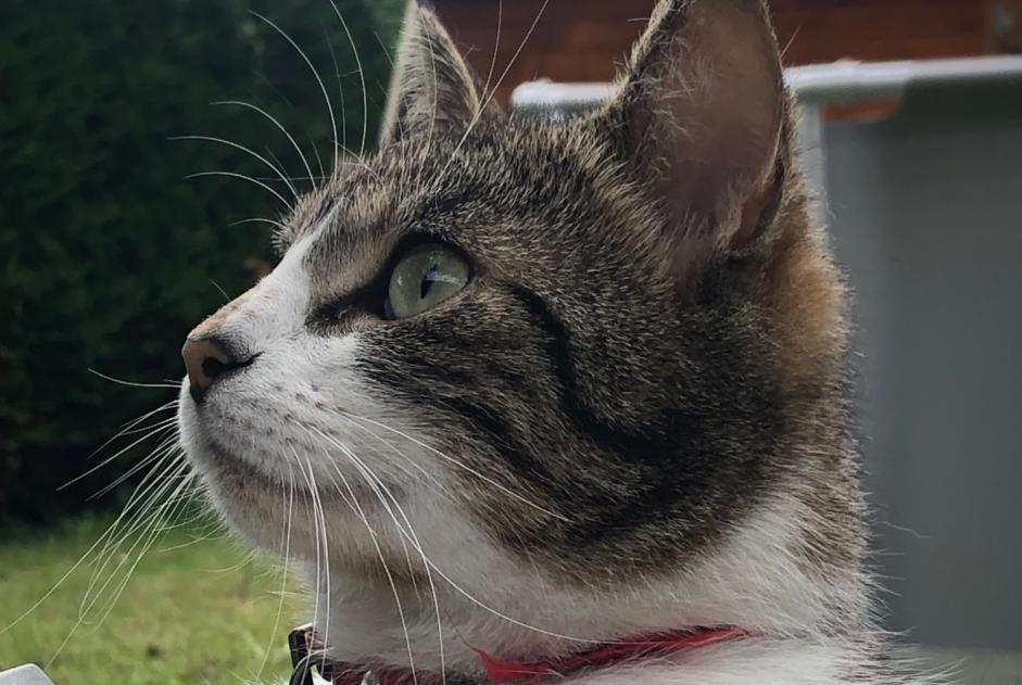 Vermisstmeldung Katze Männliche , 2 jahre Châteaugiron Frankreich