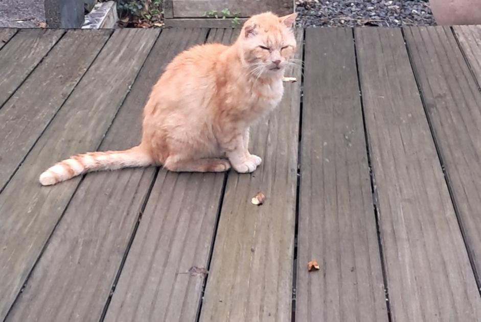 Discovery alert Cat Male L'Isle-d'Espagnac France