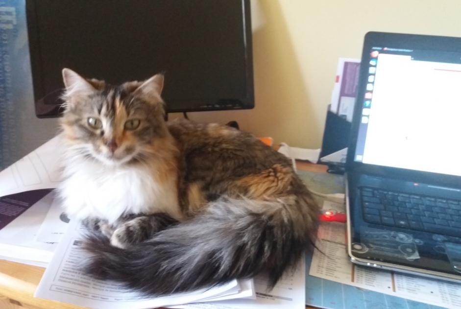 Disappearance alert Cat  Female , 6 years Pruillé-le-Chétif France