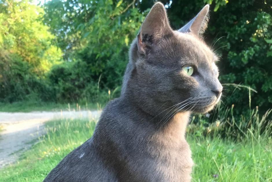 Alerta de Desaparición Gato  Macho , 5 años Beaumont Saint-Cyr Francia