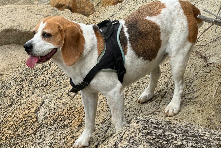 Alerta de Desaparición Perro cruce Hembra , 9 años Sallanches Francia