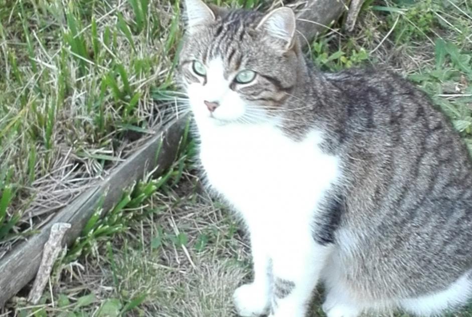 Alerte Disparition Chat  Mâle , 8 ans Vertou France