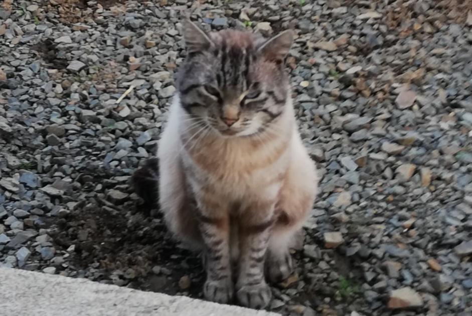 Alerte Disparition Chat  Mâle , 4 ans Lanvollon France