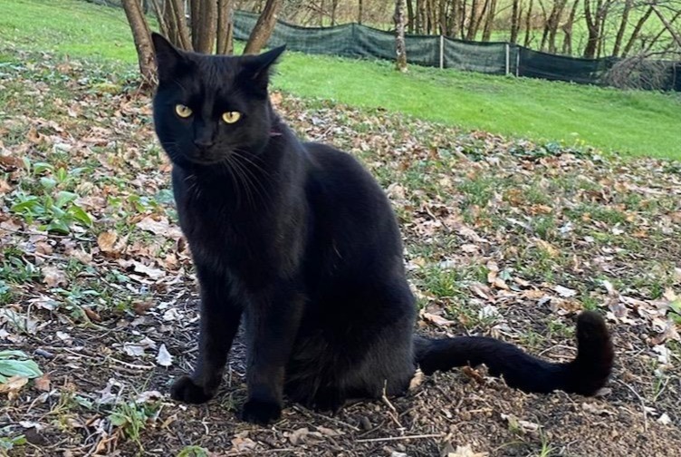 Alerte Disparition Chat  Mâle , 3 ans Montesquiou France