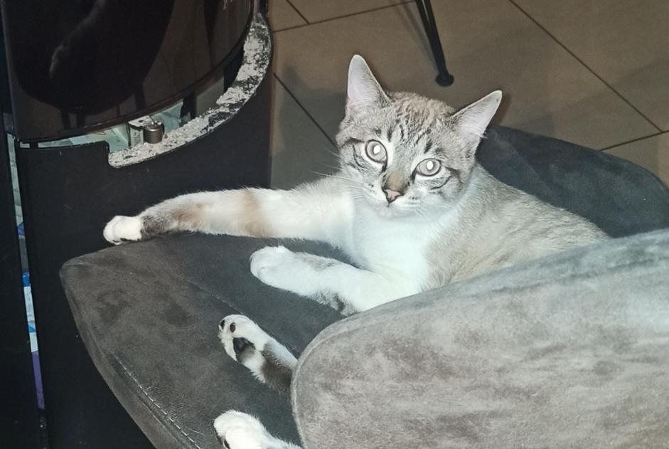 Alerte Disparition Chat Mâle , 0 ans Mont-Saint-Martin France