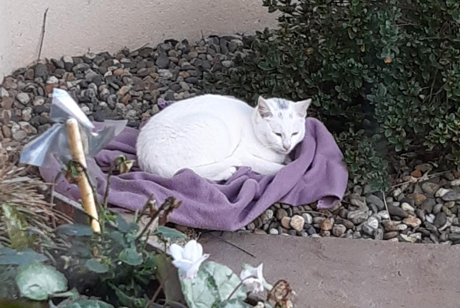 Alerte Découverte Chat Mâle Chantonnay France