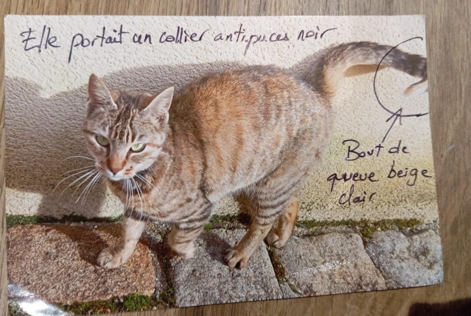 Alerte Découverte Chat Femelle Rives de l'Yon France