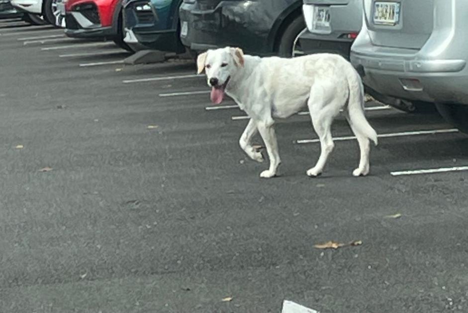 Alerte Découverte Chien  Mâle Angoulême France