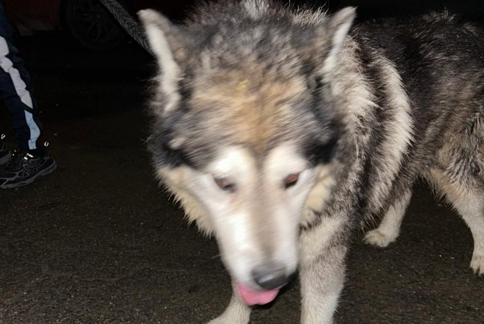 Alerte Découverte Chien  Mâle Crèvecœur-le-Petit France