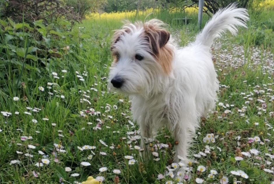 Avviso scomparsa Cane  Maschio , 9 anni Ville-la-Grand Francia