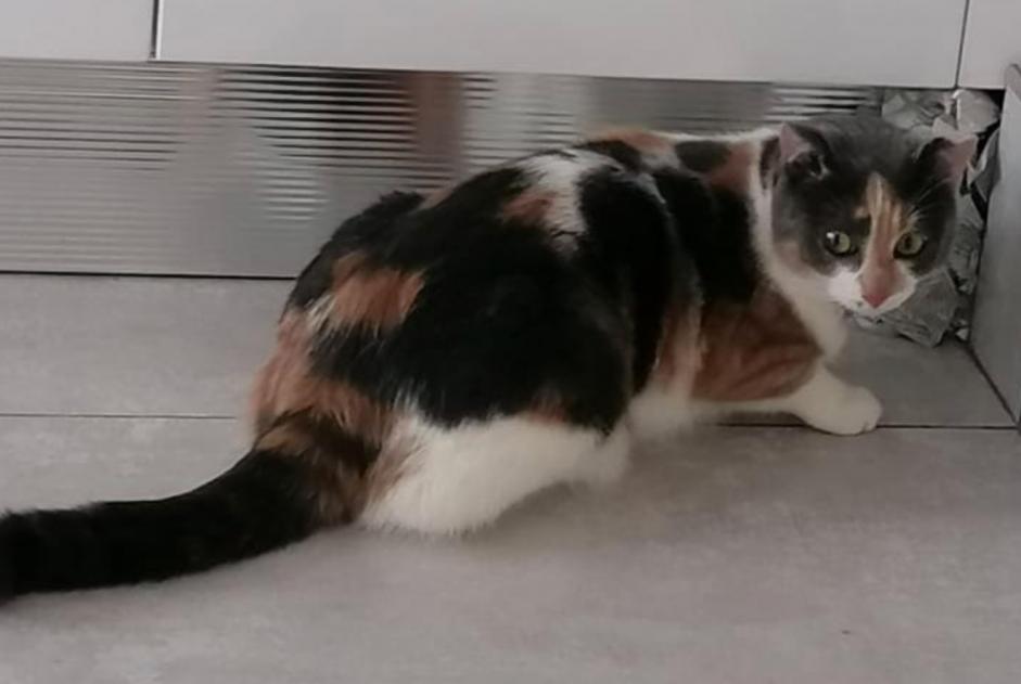 Avviso scomparsa Gatto incrocio di razze Femmina , 1 anni Saint-Michel-Chef-Chef Francia