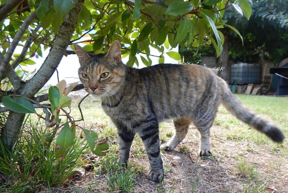 Avviso scomparsa Gatto  Femmina , 16 anni Lagnieu Francia