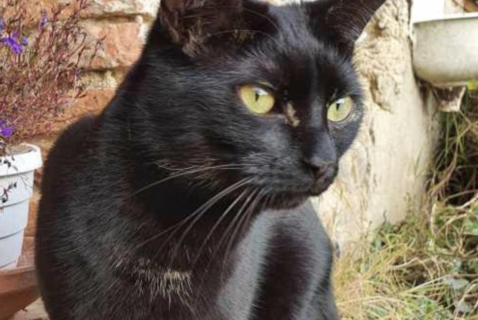 Avviso scomparsa Gatto Maschio , 4 anni Guignen Francia