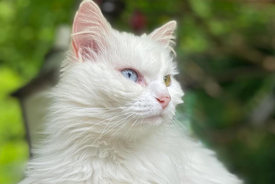 Avviso scomparsa Gatto Femmina , 7 anni Couture Francia