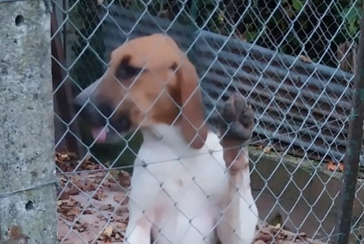 Alerta descoberta Cão  Macho Usson-du-Poitou France