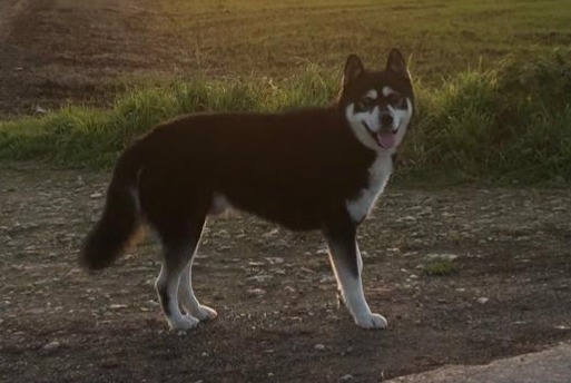 Alerta descoberta Cão cruzamento Macho Montjean France