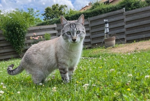 Alerta desaparecimento Gato Macho , 1 anos Fareins France